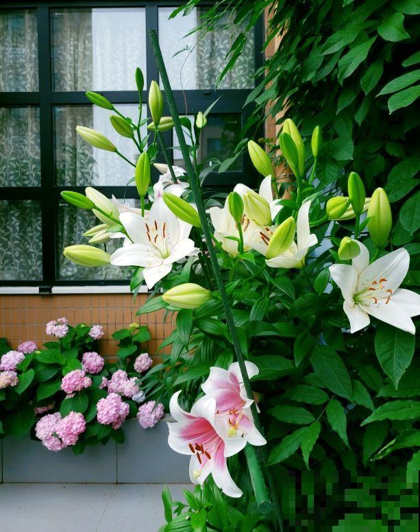 养花也能挣钱，3种花特别能“生”，完全可以拿去卖