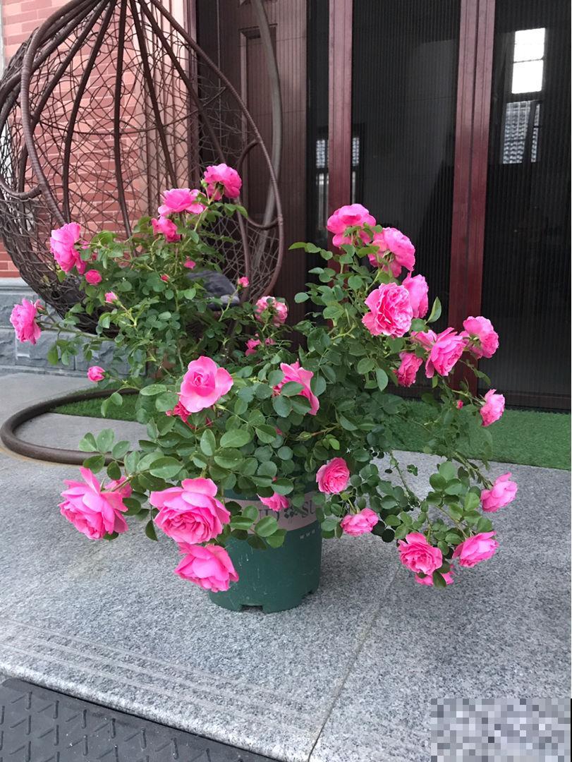 4种“活香水”,养在家里香香的,闻一闻心情都变好 4种“活香水”,养在家里香香的,闻一闻心情都变好