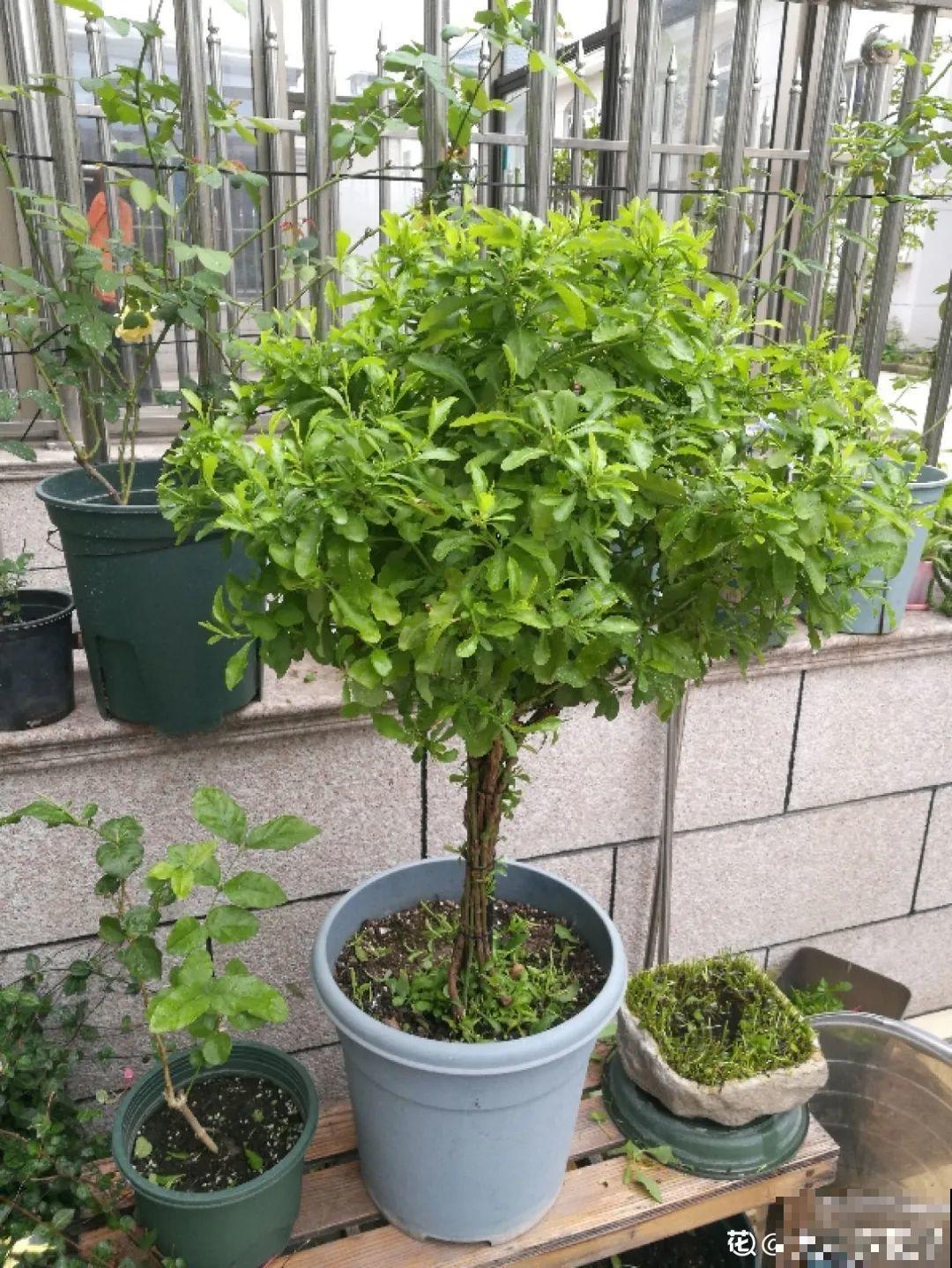 8种花开始慢慢睡醒了， 现在长得正旺，多浇水施肥， 开花更多！