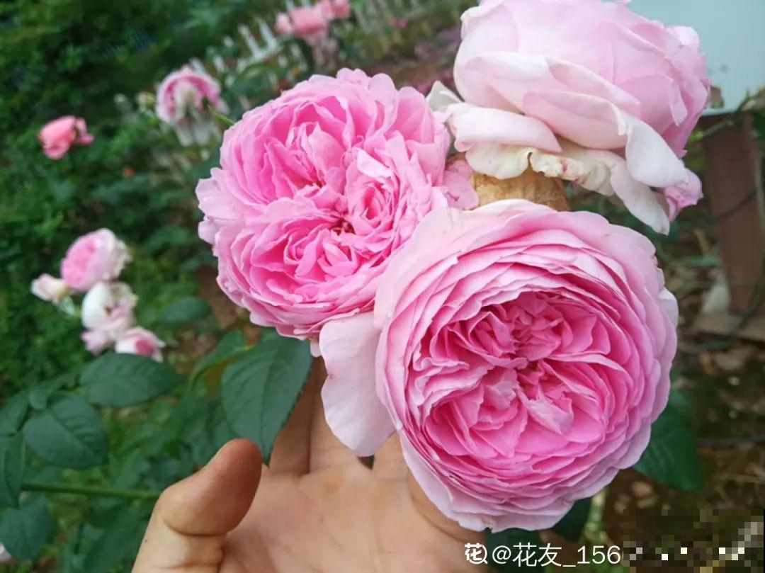 7种情况不能施肥,像毒药一样,浇完花就烧死 7种情况不能施肥,像毒药一样,浇完花就烧死