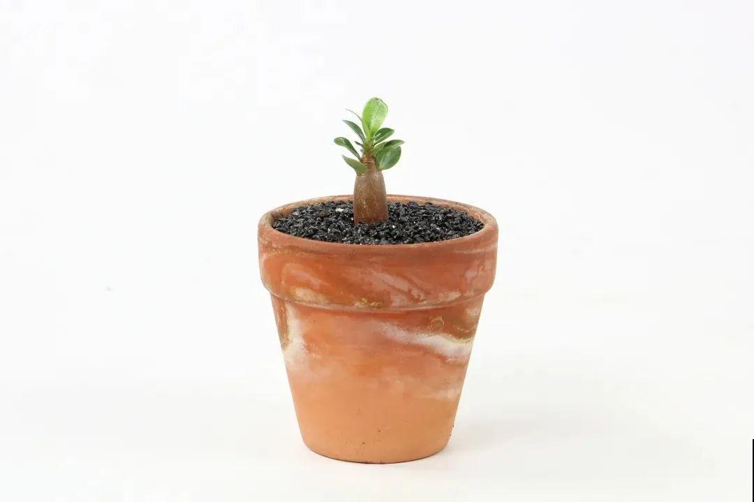 沙漠玫瑰带个大肚子，1个月不浇水照样活，开花比月季美