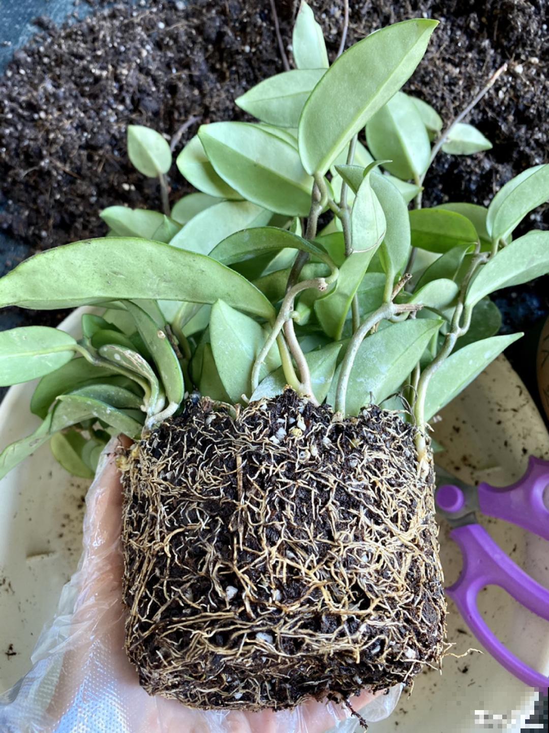 球兰开花特香，还非常耐阴，光照不好也能养