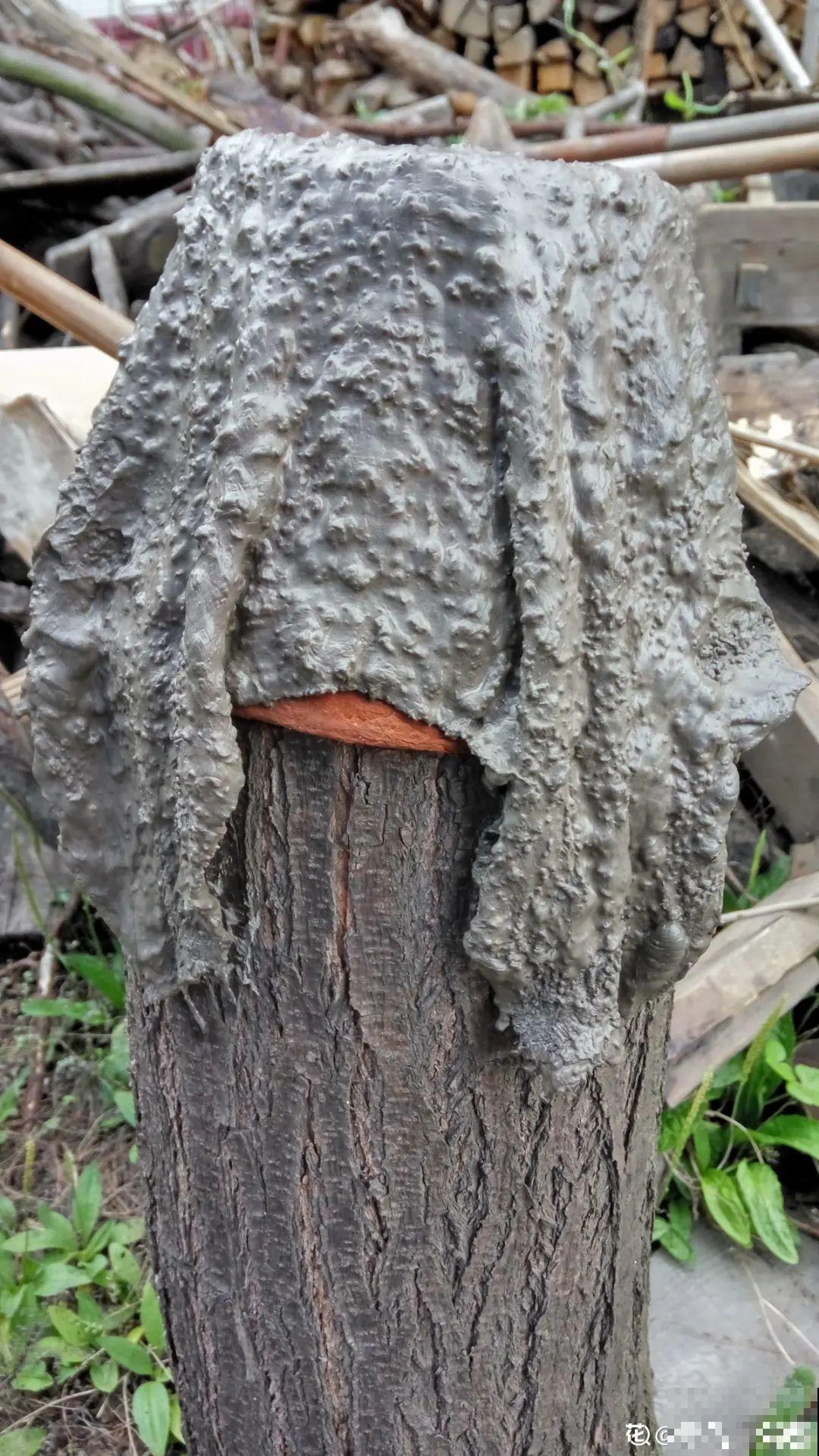 养多肉不用买花盆,只需一些水泥,自己就能DIY做花盆 养多肉不用买花盆,只需一些水泥,自己就能DIY做花盆