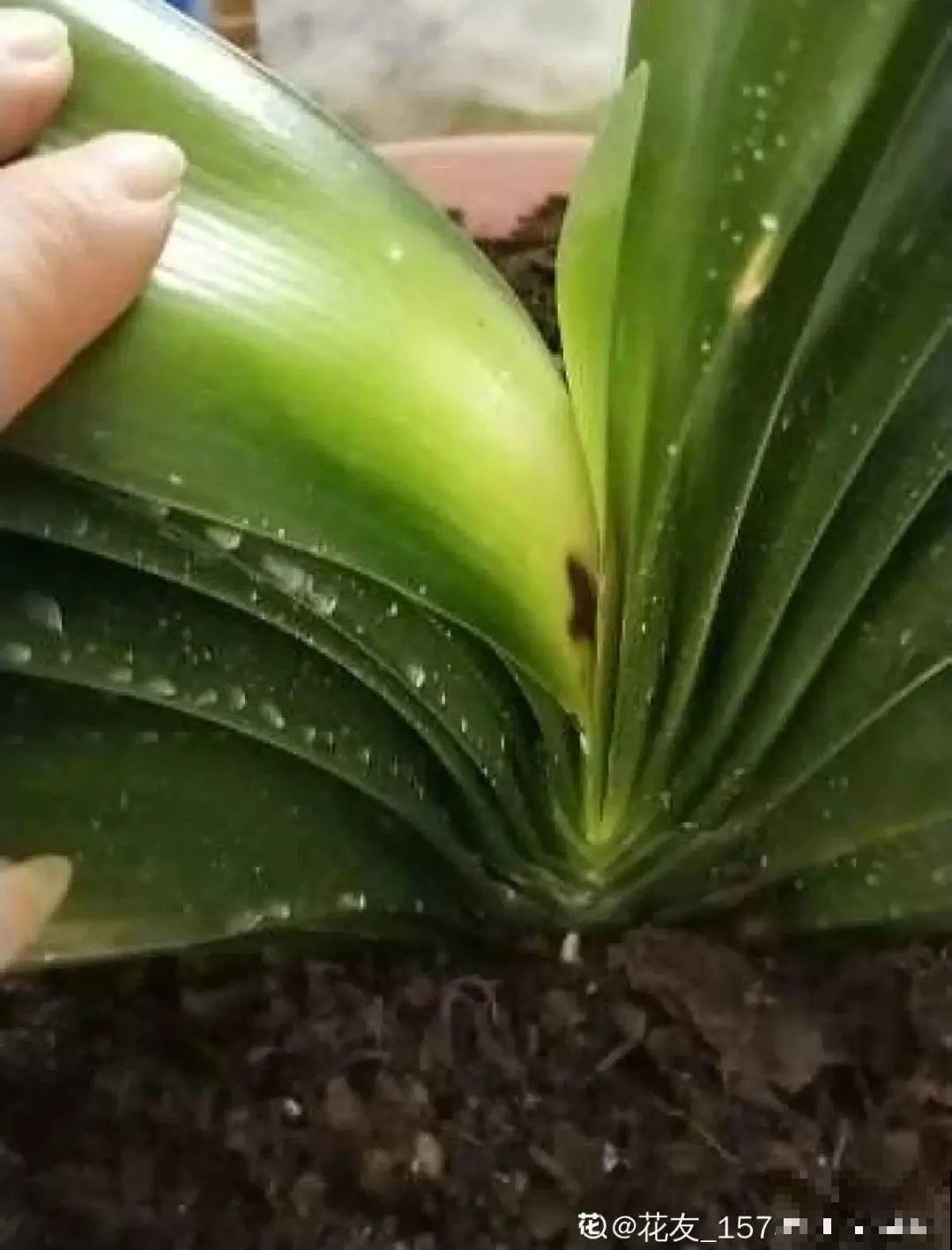 初春浇水要谨慎，浇水浇不对，小心全军覆没