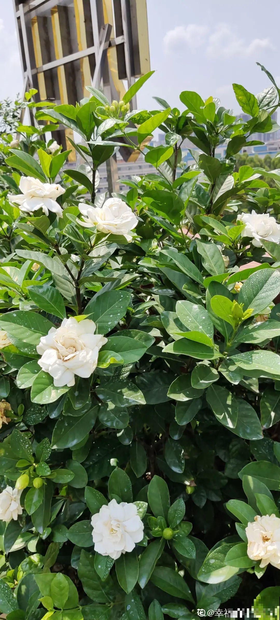 养花必备硫酸亚铁,叶子变绿了,小芽呼呼冒 养花必备硫酸亚铁,叶子变绿了,小芽呼呼冒