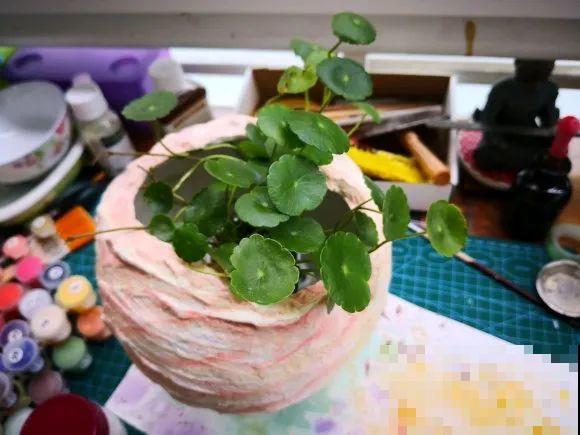 养多肉不用买花盆,只需一些水泥,自己就能DIY做花盆 养多肉不用买花盆,只需一些水泥,自己就能DIY做花盆