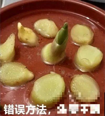 玉米棒子插水里，比绿植长得快，长成清新小盆栽