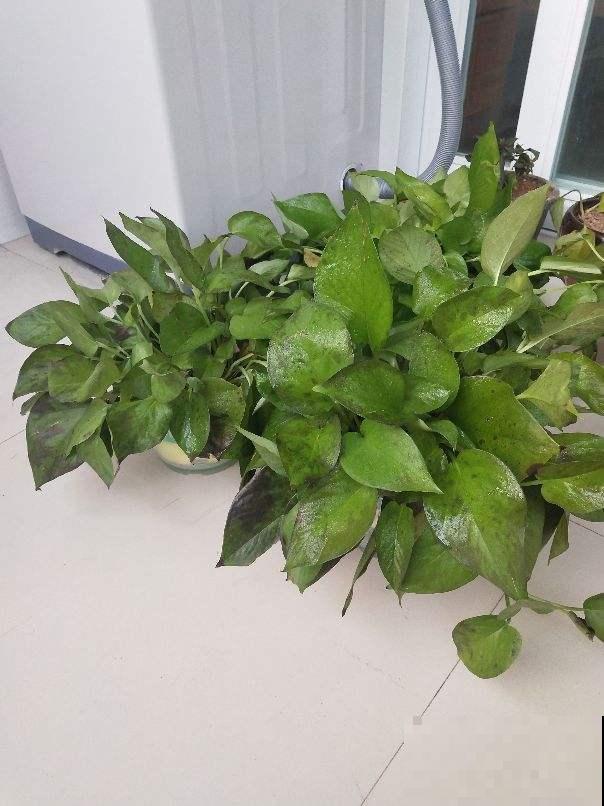 对着吊兰这个位置来一刀，吊兰咔咔直疯长！