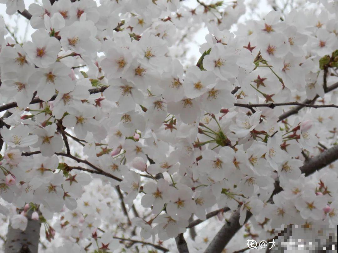 清明赏花，带上这份花卉图谱，变身行走的识花机器