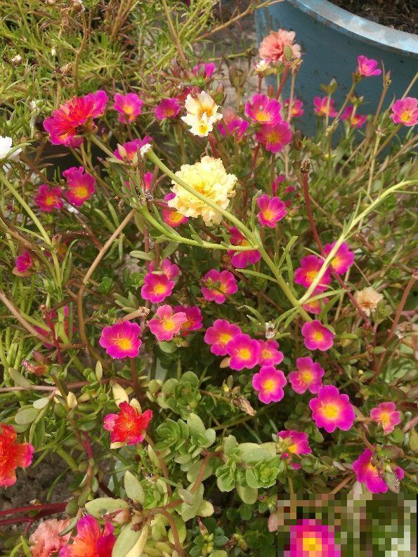 养花记住“两多”,养开花没问题,新手也能养爆盆 养花记住“两多”,养开花没问题,新手也能养爆盆