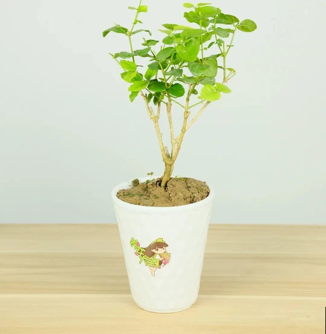 家里养了月季,花后使劲剪,越剪越开花,真省心 家里养了月季,花后使劲剪,越剪越开花,真省心