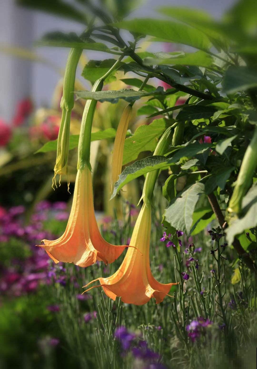 用鲜花“占卜”，每次都能得到你想要的结果，不信来试试！