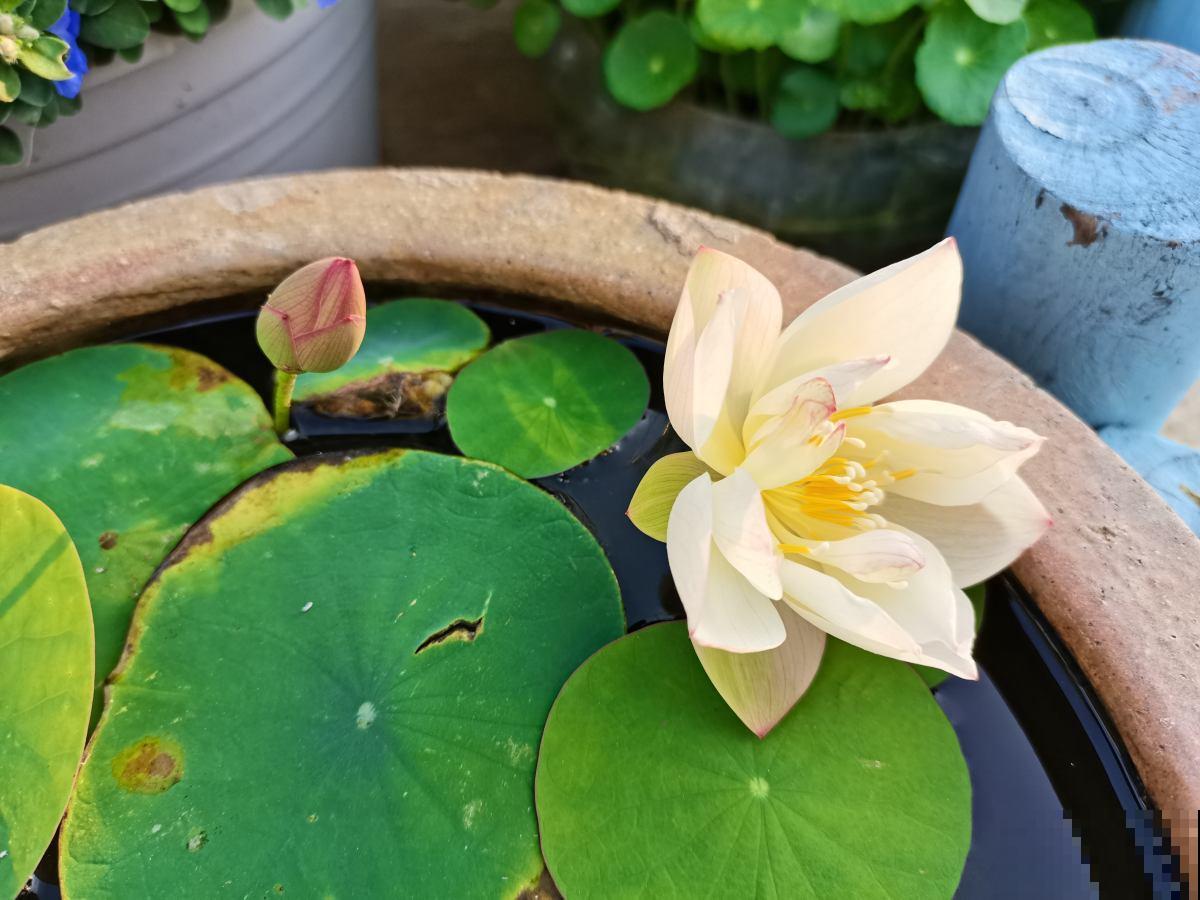 适合养在家里的水生植物，夏天呼呼开花，气质优雅独特