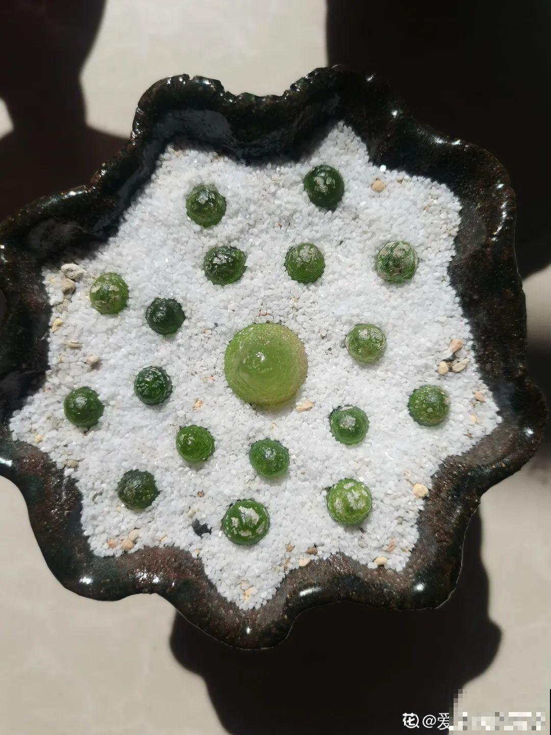 养多肉的人里，有一群“屁股花”爱好者，养的多肉超可爱