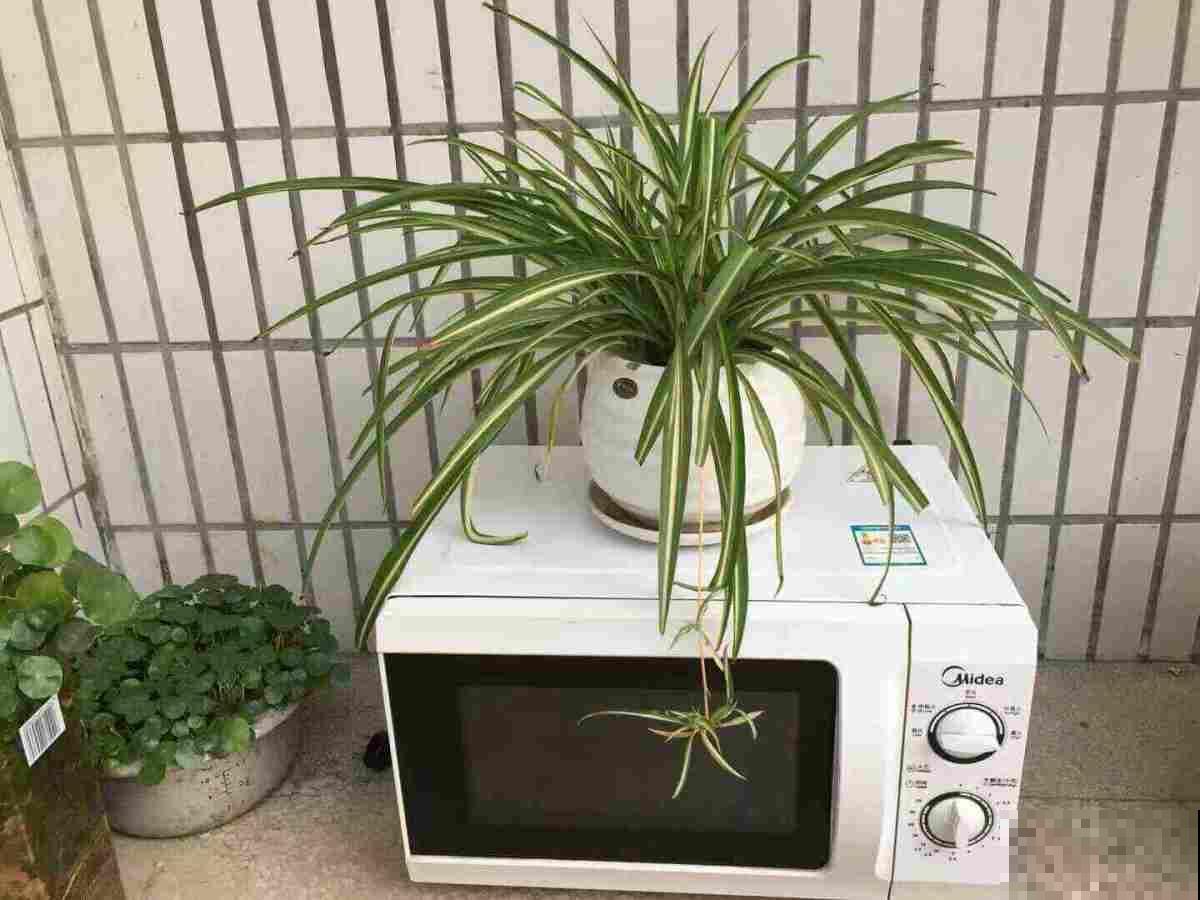 春天给花换土，4种消毒方法要记牢，不然影响植物生长