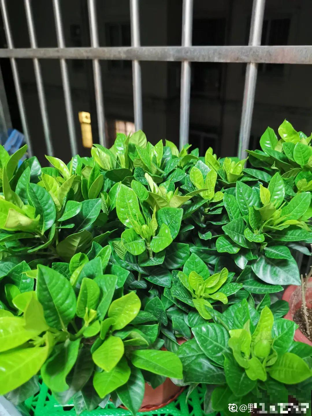 栀子花是个老酒鬼，给它喝点酒，叶子油亮开花更香