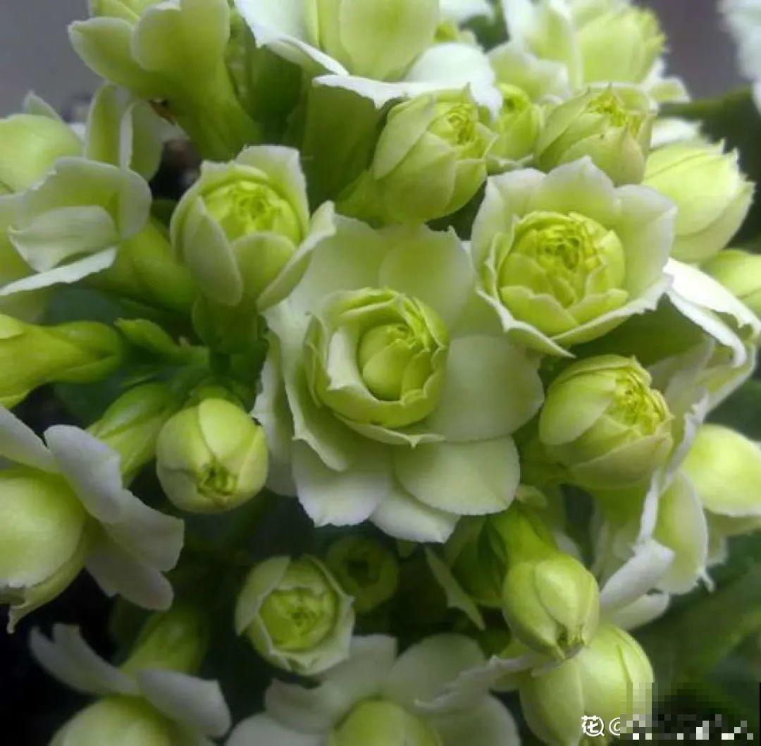 春天养盆绿色花,看着清爽干净,今年一定要养一盆 春天养盆绿色花,看着清爽干净,今年一定要养一盆