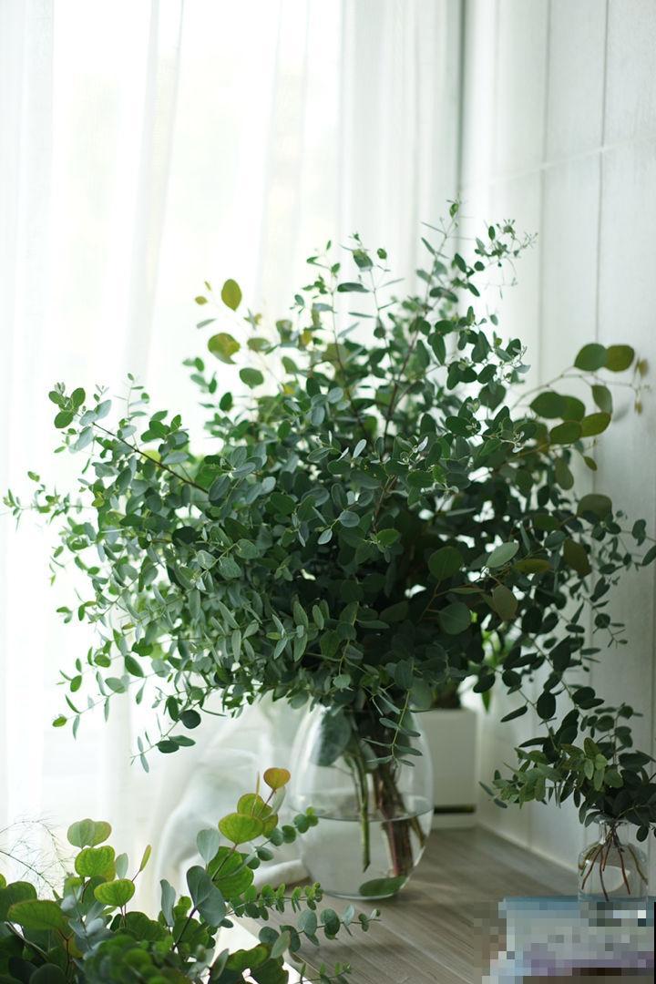 养在家里的大型绿植，盆盆都能长到一米二，气质优雅独特