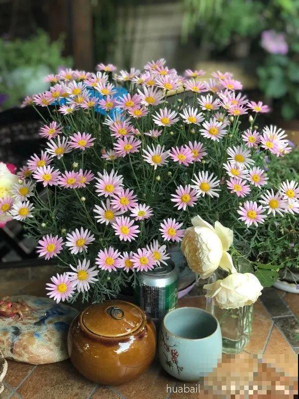 今年流行的小众植物，美而不俗，气质一绝