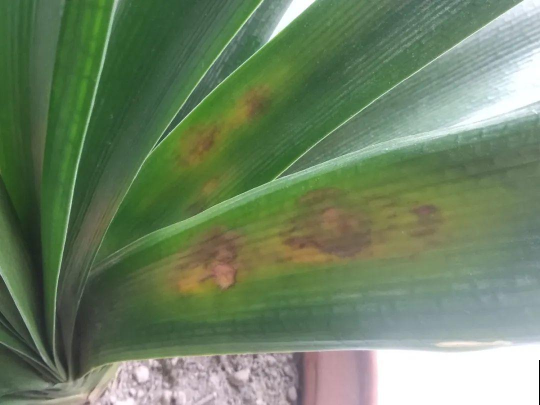 10种花夏天要休眠,必须控制浇水,不然全都浇死了 10种花夏天要休眠,必须控制浇水,不然全都浇死了