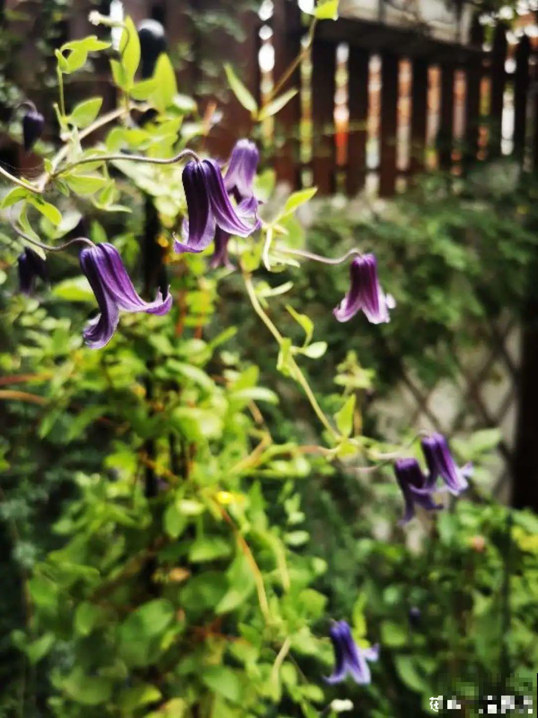 花园“三剑客”，可不太好养，能养好的都是高手