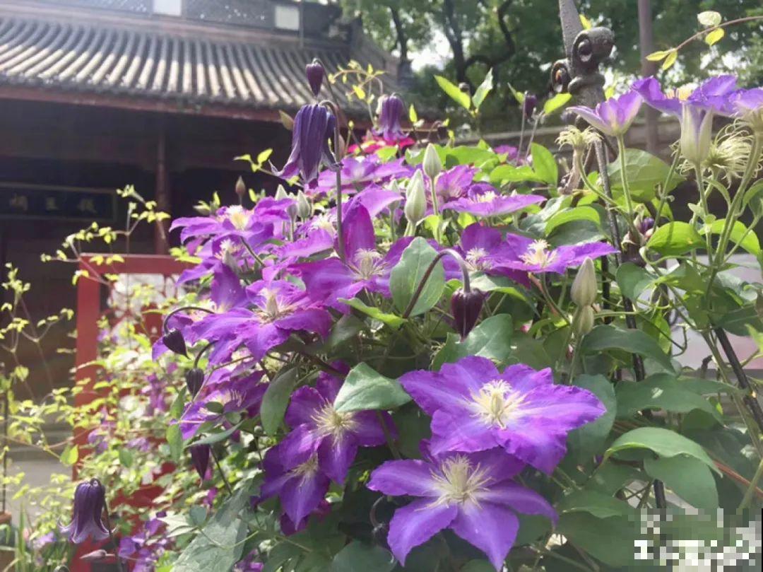 有院子的话，要种一整面花墙，呼呼开爆