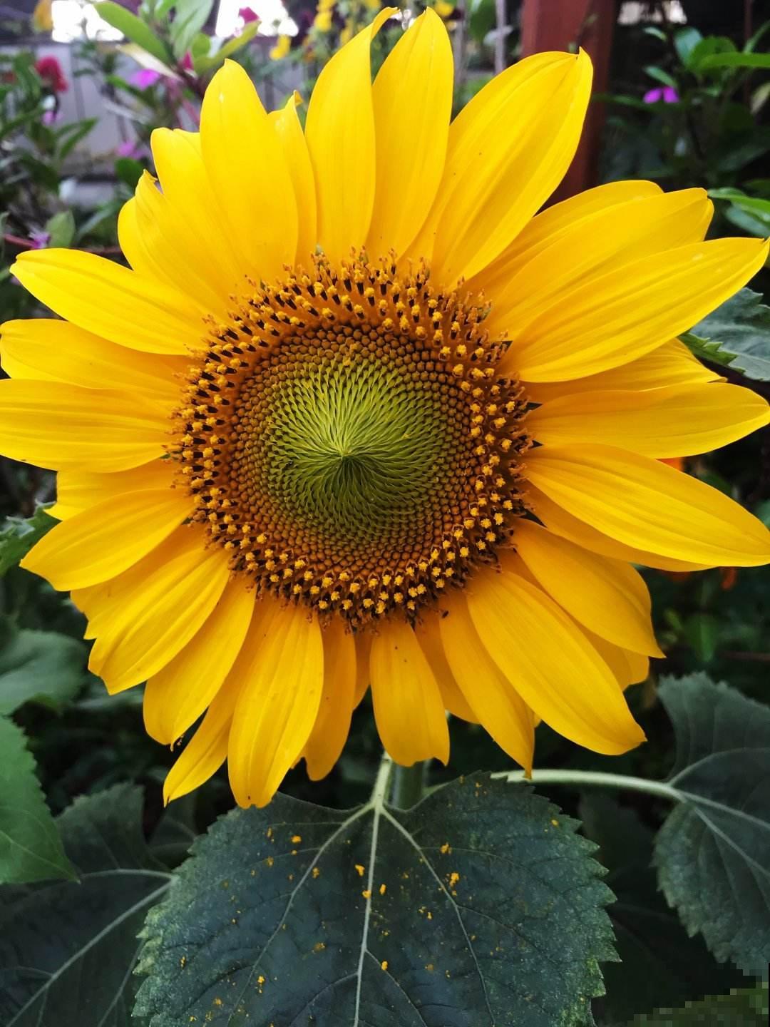 超喜欢太阳的向日葵，春天播种最合适，3天就长叶