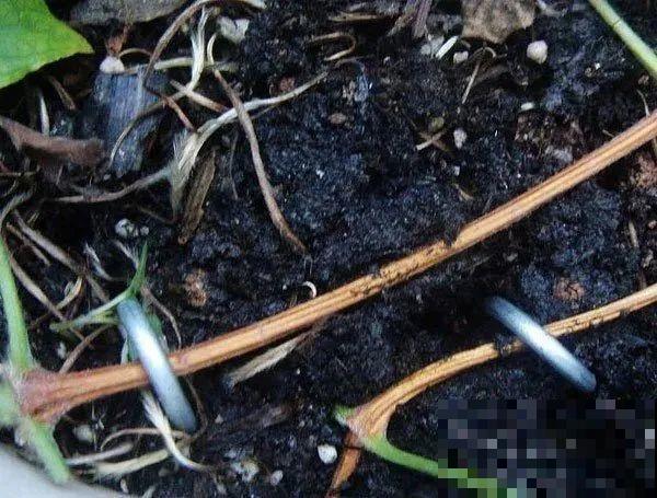 春天最佳繁殖季，扦插播种分株压条，成活率特高