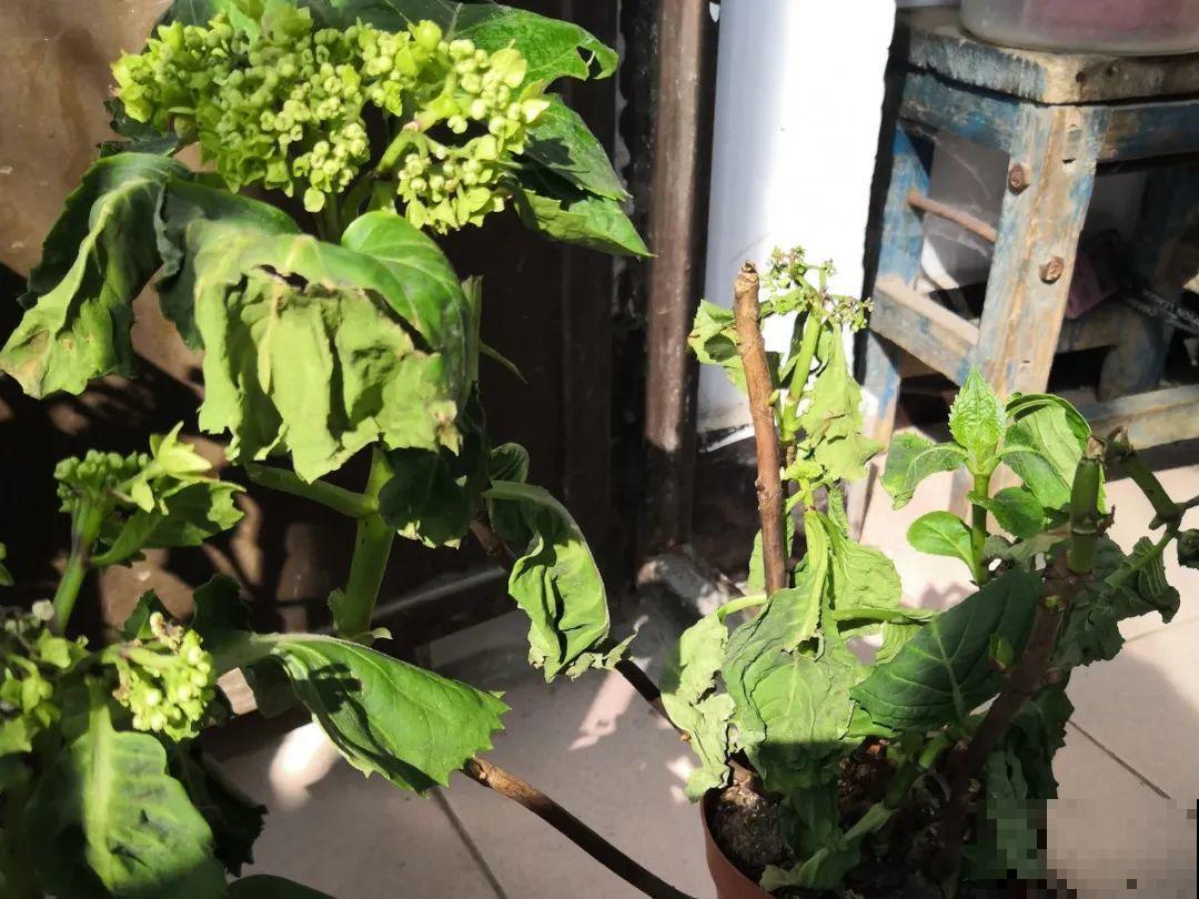 3月份养花,别急着搬出屋外,花容易死翘翘 3月份养花,别急着搬出屋外,花容易死翘翘