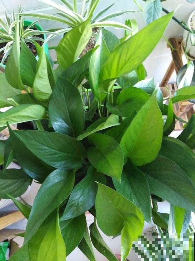 绿萝总是黄叶,原来是3点没注意,赶紧补救 绿萝总是黄叶,原来是3点没注意,赶紧补救