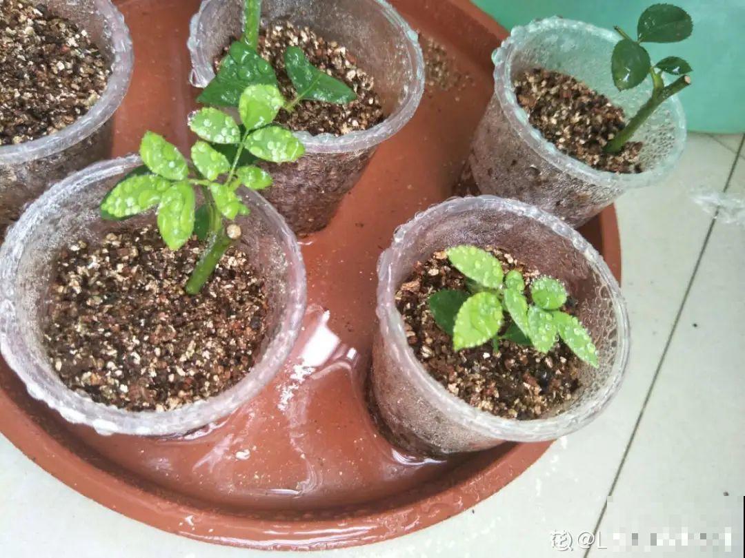 11种常见花，现在扦插，成活率特高