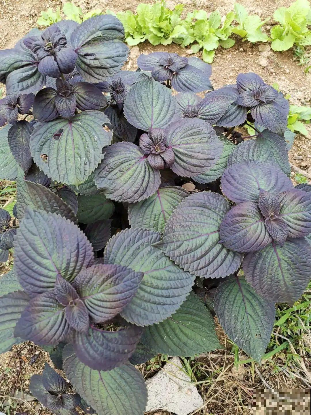 春天的野菜大全,小心辨认,千万别挖错了 春天的野菜大全,小心辨认,千万别挖错了