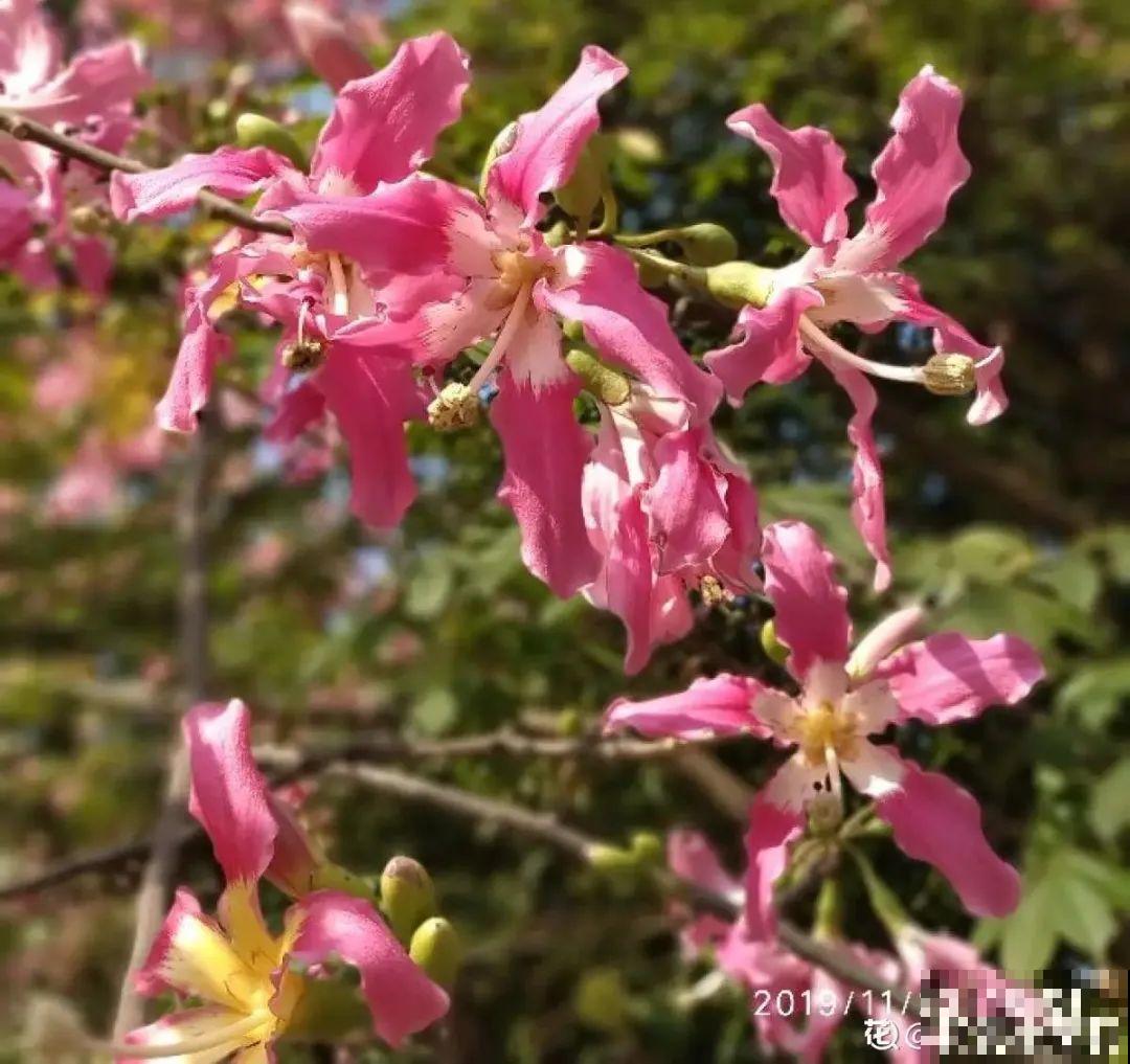 清明赏花，带上这份花卉图谱，变身行走的识花机器