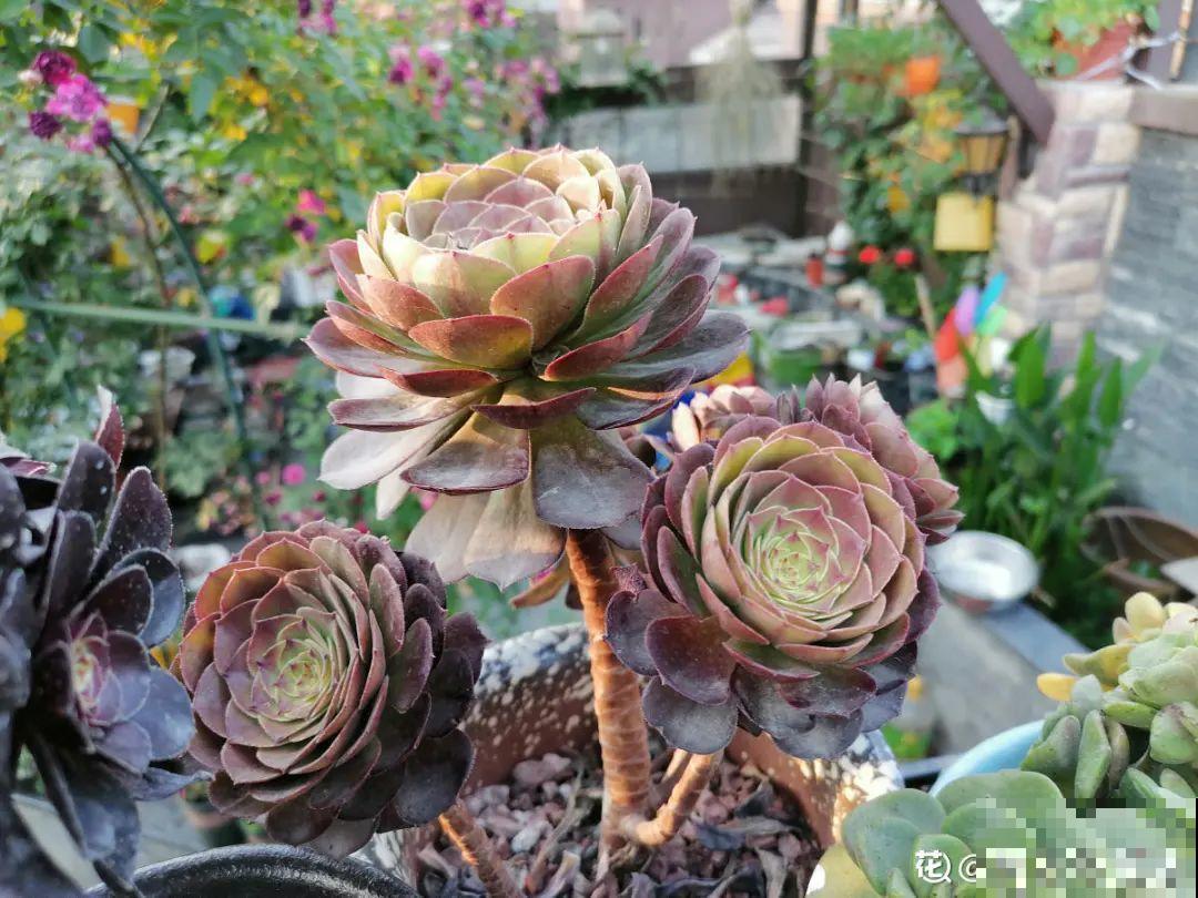 7种情况不能施肥,像毒药一样,浇完花就烧死 7种情况不能施肥,像毒药一样,浇完花就烧死