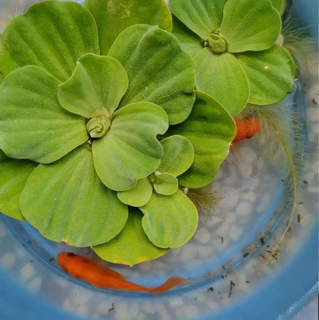 10种花夏天喝水多,多浇水,很快爆满一大缸 10种花夏天喝水多,多浇水,很快爆满一大缸