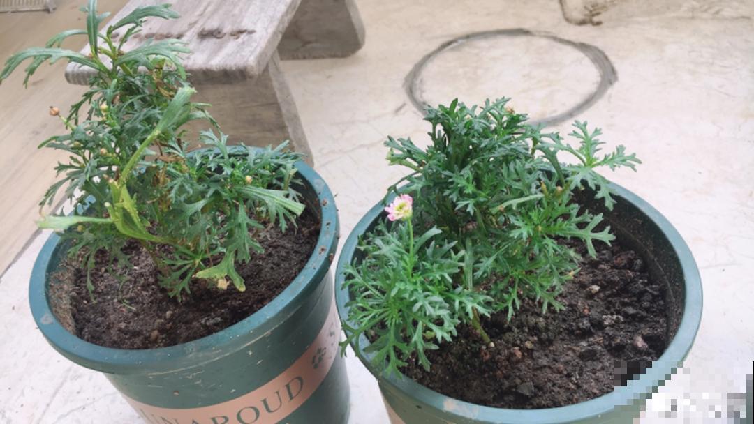 8种花赶紧剃头，剃得越狠，开花越多