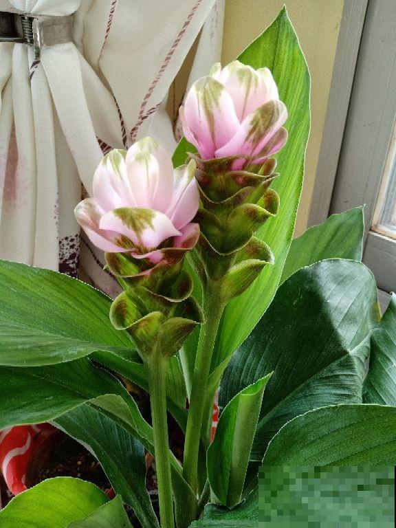 长得像生姜的“荷花”,开花时美艳动人,少见却十分好养 长得像生姜的“荷花”,开花时美艳动人,少见却十分好养