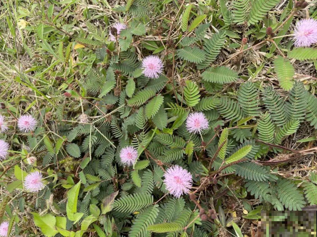 20种有毒花，看见绕道儿走，千万别乱摸