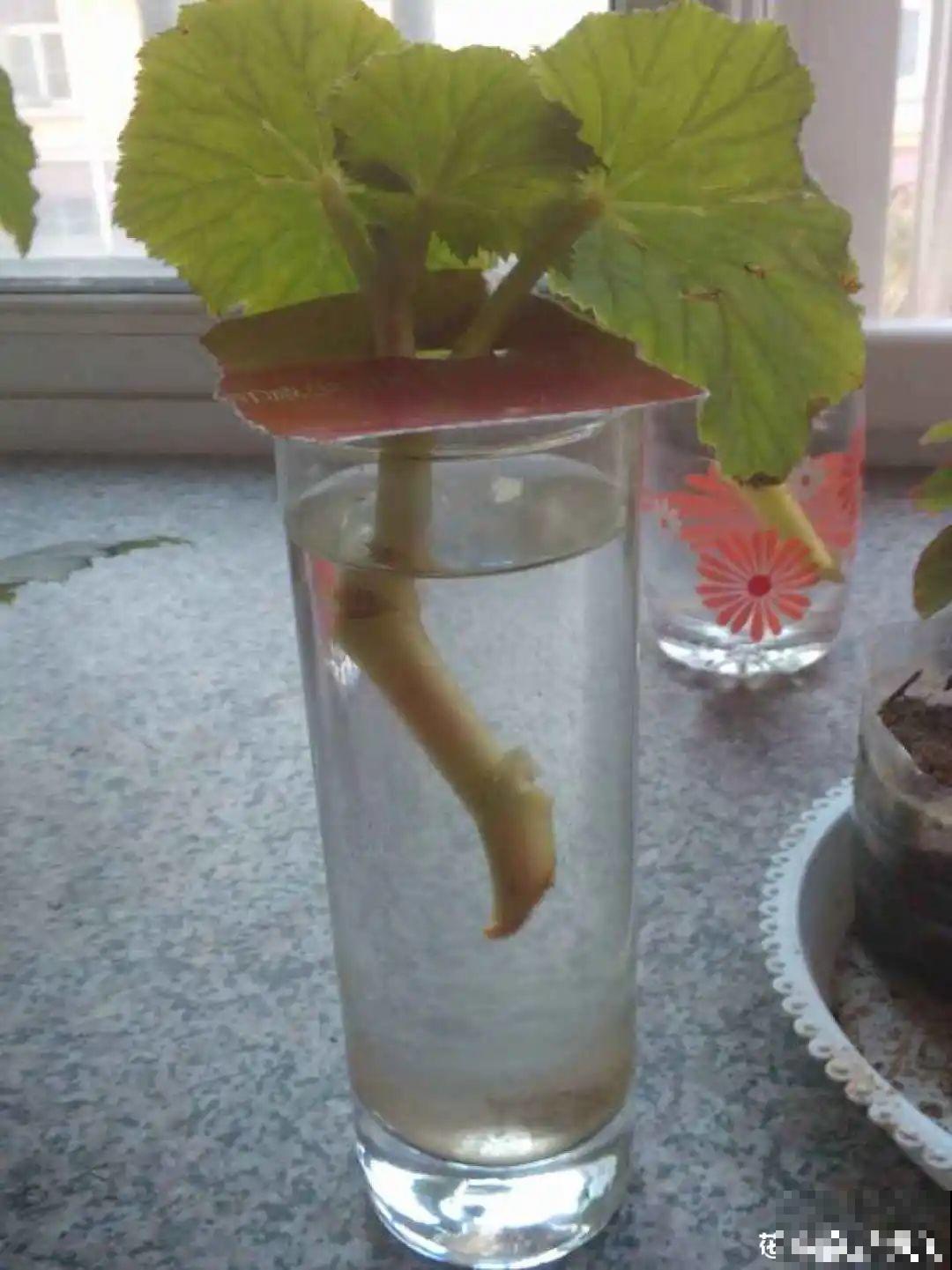 长寿开花后，要好好修剪，很快冒新芽