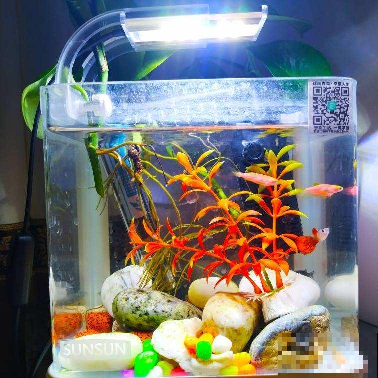 鱼缸水用来浇花，效果超好，叶子油亮有光泽