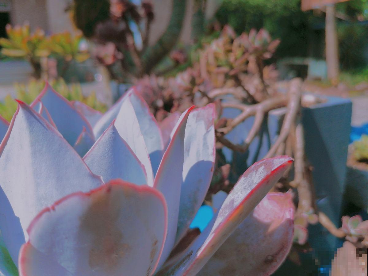 多肉中的“薄叶三仙”，仙气飘飘惹人喜爱，只养一盆都不够