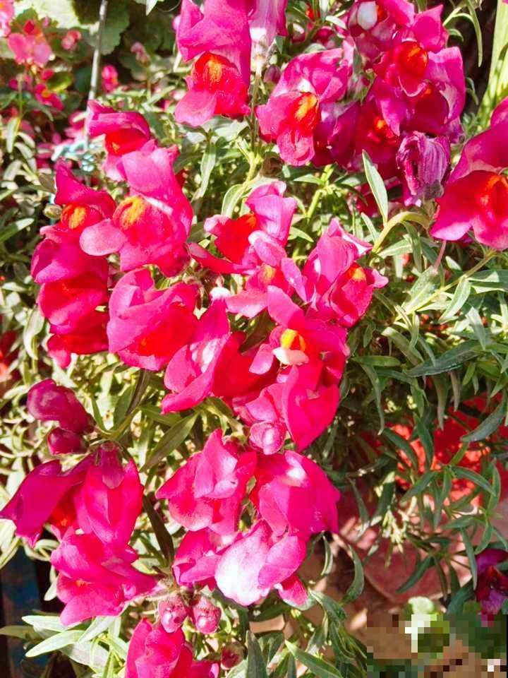 庭院里养些直立植物，院子层次感增强，搭配起来更好看