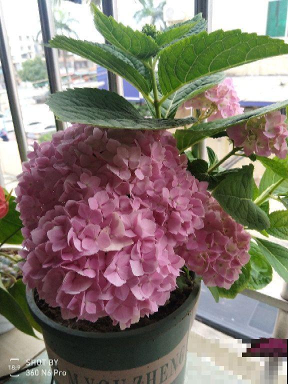 性格中有这4种特性,难养好花,要赶紧改正 性格中有这4种特性,难养好花,要赶紧改正