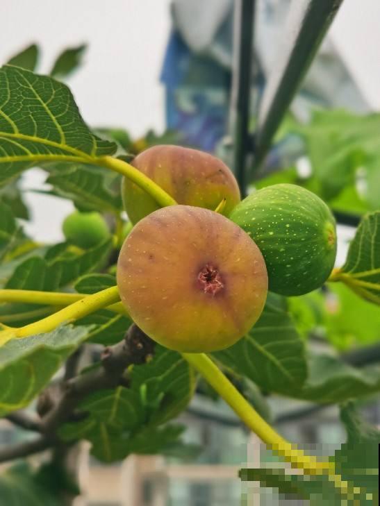 适合养在家里的果树，种上一棵，咕噜咕噜结果子