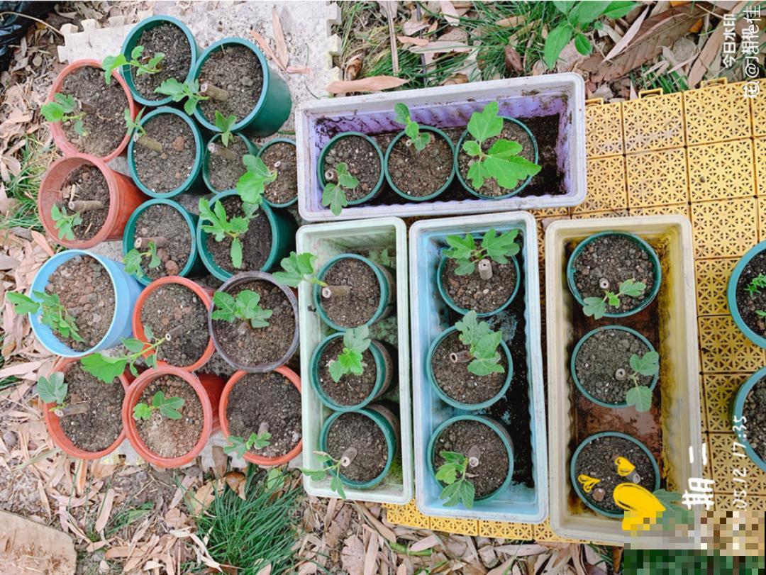 春天的大粗杆子，直接插土里，很快就生根