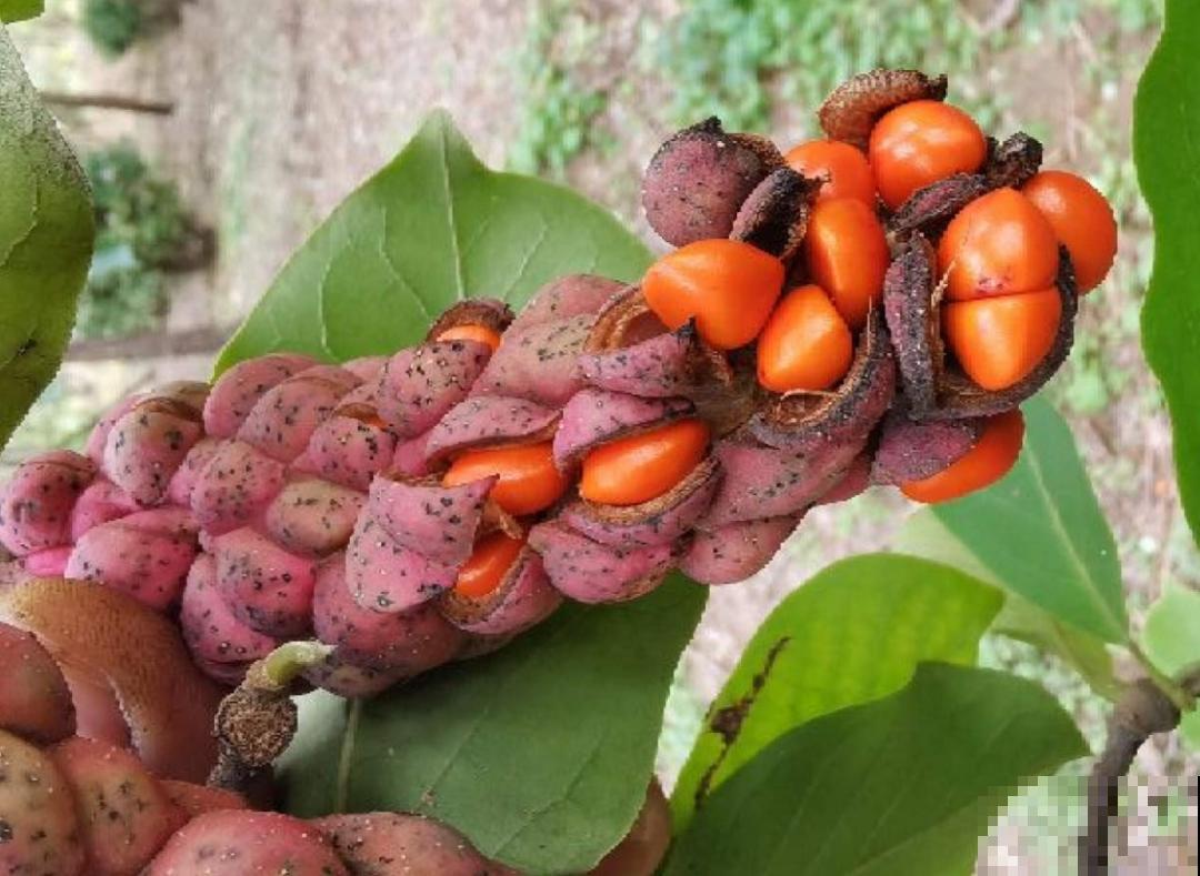 20种花不用买，开完花等20天，爆出好多种子！