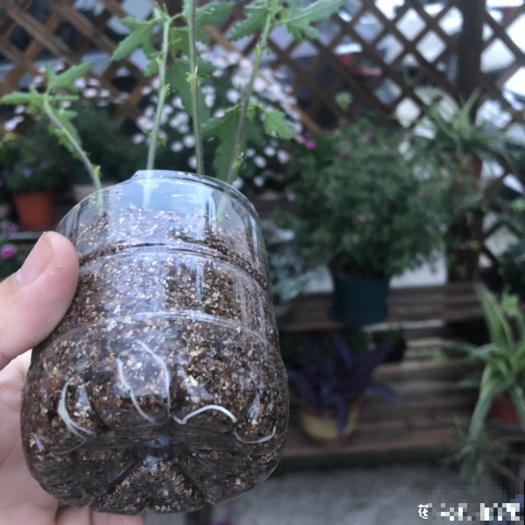 夏天扦插小木槿，半个月生根，养成棒棒糖开出花球