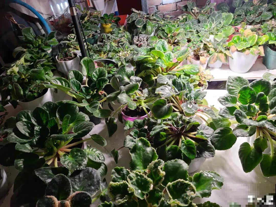 小花盆里养花,选对品种很重要,也能开花爆盆 小花盆里养花,选对品种很重要,也能开花爆盆