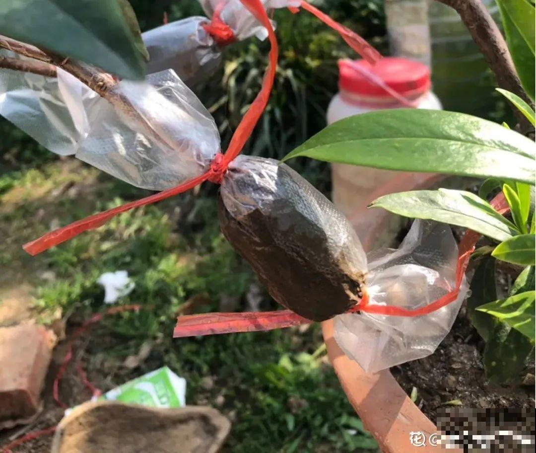 春天最佳繁殖季，扦插播种分株压条，成活率特高