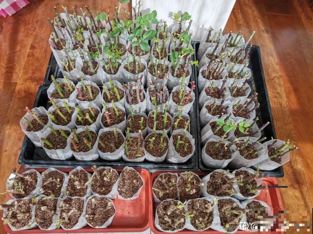 扦插3大“神器”,你家就有不少,成功率特高 扦插3大“神器”,你家就有不少,成功率特高